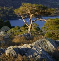 Scots Pine, Glen Affric Colour Art Greetings Card