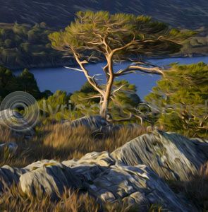 Scots Pine, Glen Affric Colour Art Greetings Card