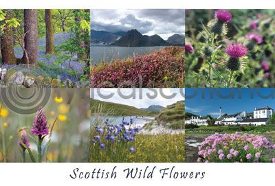 Scottish Wild Flowers Composite Postcard