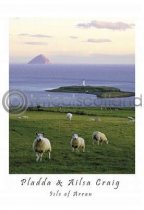 Pladda Sheep & Ailsa Craig Postcard