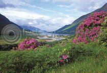 Loch Etive & Rhododendrons Postcard