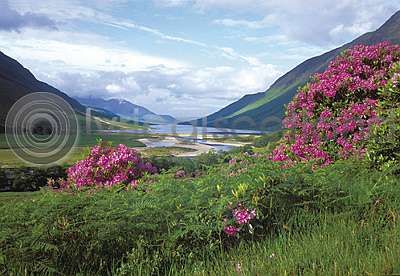 Loch Etive & Rhododendrons Postcard
