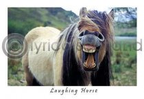 Laughing Horse Postcard