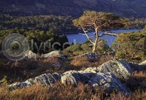 Scots Pines, Glen Affric Postcard