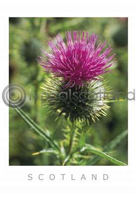 Scottish Thistle Postcard Postcard