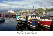 Mallaig Harbour Postcard