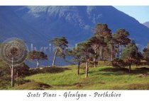 Scots Pines - Glenlyon - Perthshire Postcard