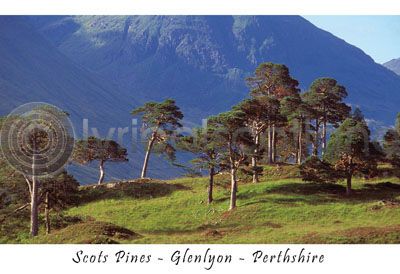 Scots Pines - Glenlyon - Perthshire Postcard