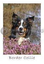 Border Collie Postcard