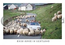 Rush Hour In Scotland Postcard
