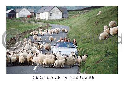 Rush Hour In Scotland Postcard