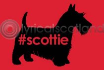 #scottie Postcard