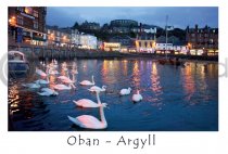 Oban Harbour, Swans Postcard