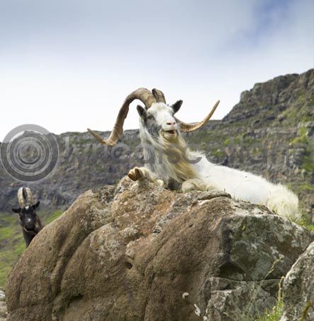 Feral Goat Colour Photo Greetings Card