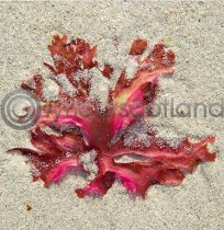 Sandflower Iona Colour Photo Greetings Card