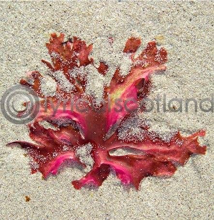 Sandflower Iona Colour Photo Greetings Card