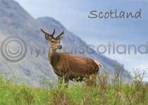 Scotland - Red Deer Stag Magnet (H)