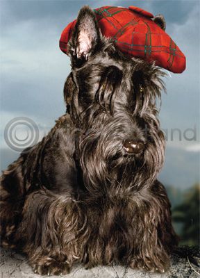 See You Jimmy Magnet