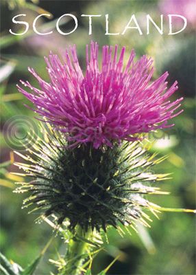 Scotland - Scottish Thistle Magnet