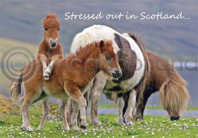 Stressed Out In Scotland Magnet